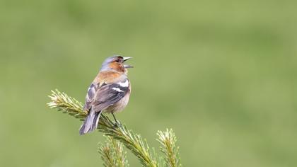Common Chaffinch