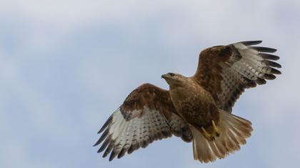 Long-legged Buzzard
