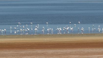 Greater Flamingo