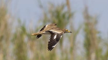 Eurasian Stone-curlew