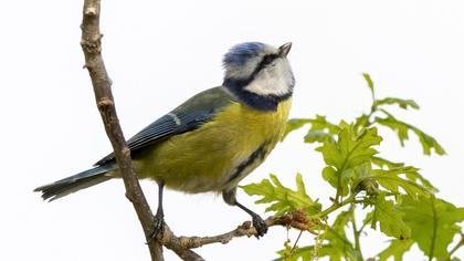 Eurasian Blue Tit