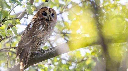 Tawny Owl