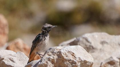 Red-tailed Wheatear