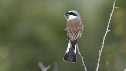 Red-backed Shrike