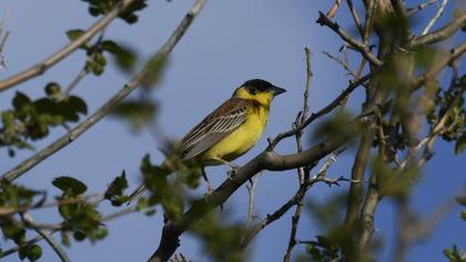 Black-headed Bunting