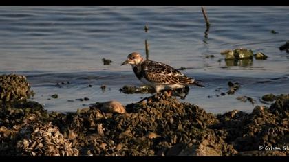 Ruddy Turnstone