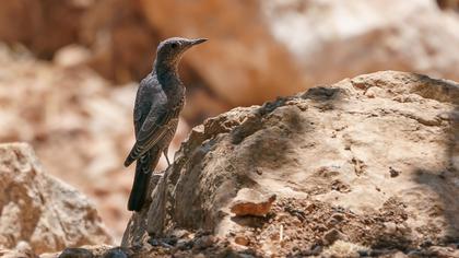 Blue Rock Thrush