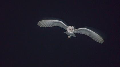 Western Barn Owl