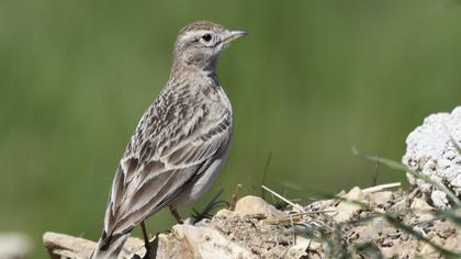 Eurasian Skylark