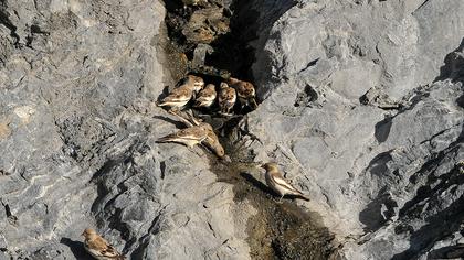 White-winged Snowfinch
