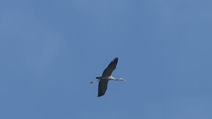 Common Crane