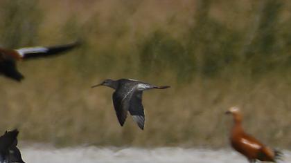 Spotted Redshank