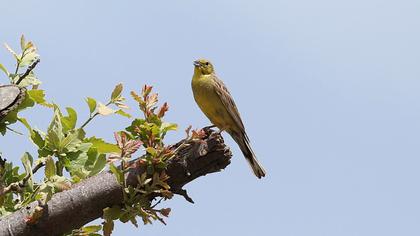 Cinereous Bunting