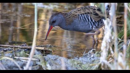 Water Rail