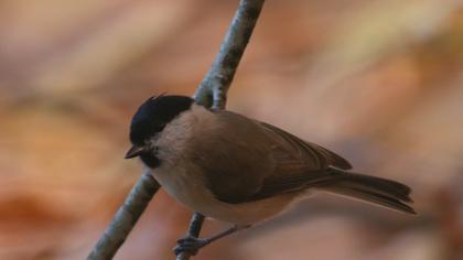 Marsh Tit
