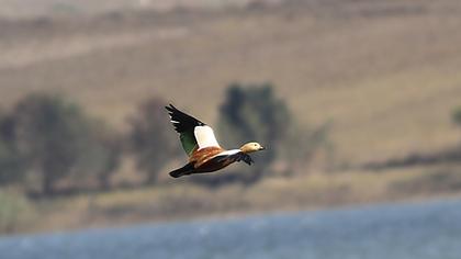 Ruddy Shelduck
