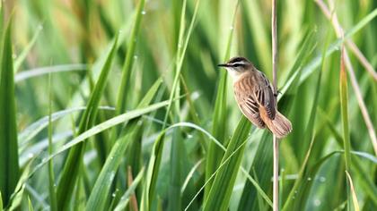 Sedge Warbler
