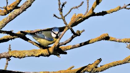 Eurasian Blue Tit