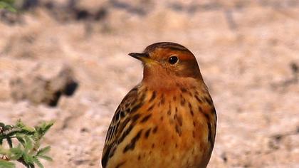 Red-throated Pipit