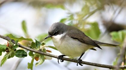 Lesser Whitethroat