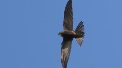 Common Swift