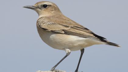Northern Wheatear