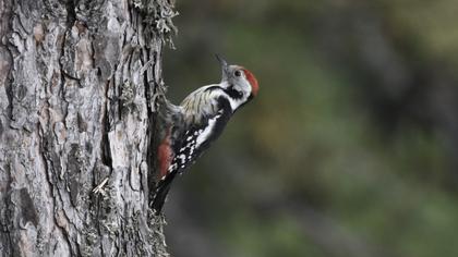 Middle Spotted Woodpecker