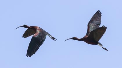 Glossy Ibis