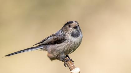 Long-tailed Tit
