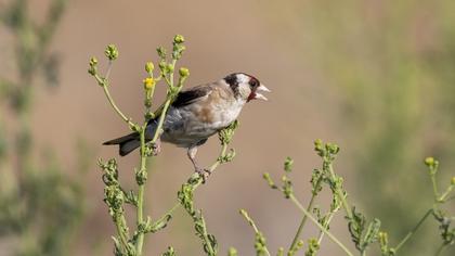 European Goldfinch