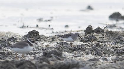 Temminck`s Stint