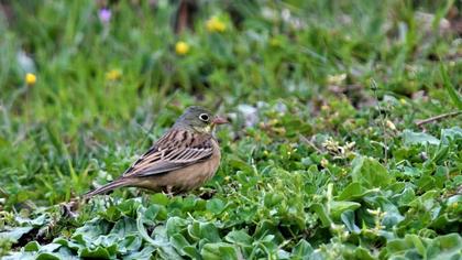 Ortolan Bunting