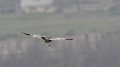 Montagu`s Harrier