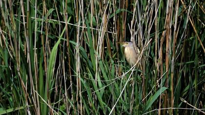 Little Bittern