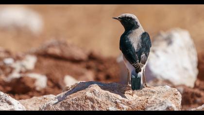 Finsch`s Wheatear