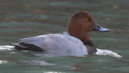 Common Pochard