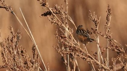 Zitting Cisticola