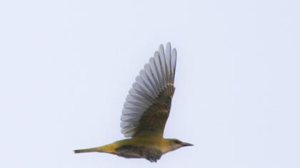 Eurasian Golden Oriole