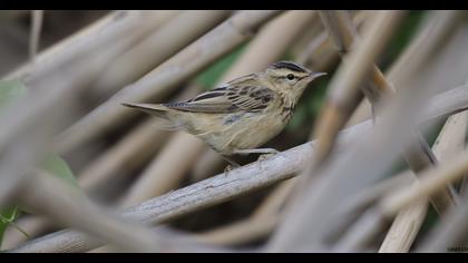 Sedge Warbler