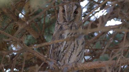 Long-eared Owl