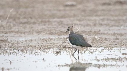 Northern Lapwing