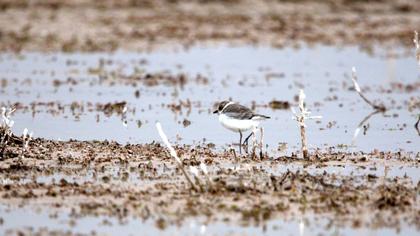 Kentish Plover