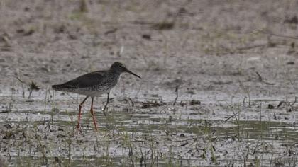 Common Redshank