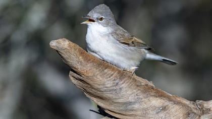 Common Whitethroat