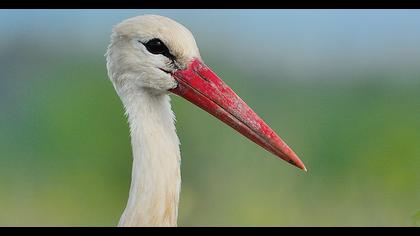 White Stork