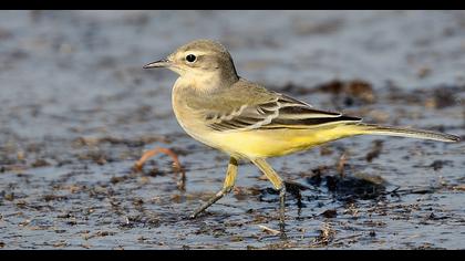 Western Yellow Wagtail