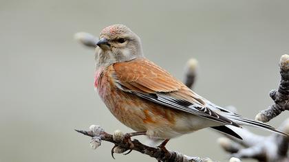 Common Linnet