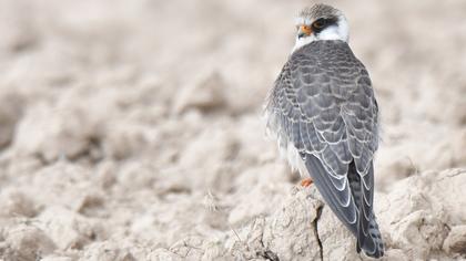 Red-footed Falcon
