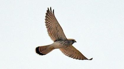 Lesser Kestrel