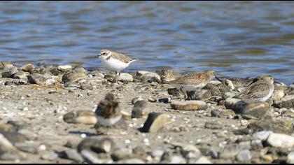 Kentish Plover